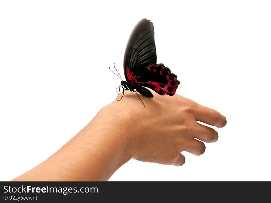 Black and red butterfly on man's hand. In motion