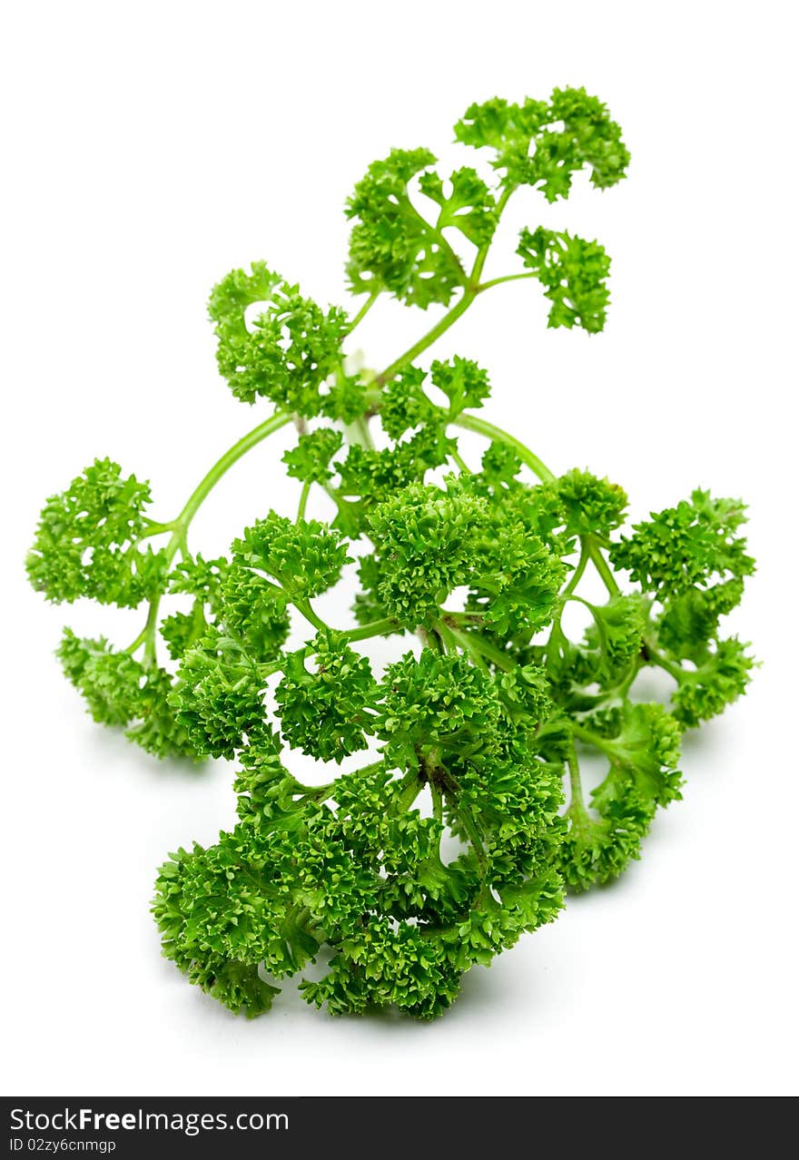 Fresh parsley isolated on white