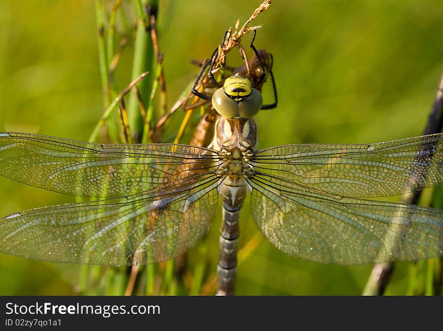 Dragonfly against green grass background