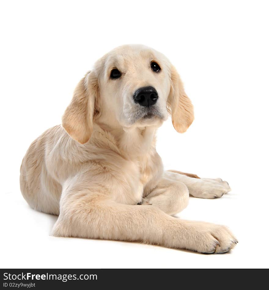 Purebred puppy golden retriever in front of a white background