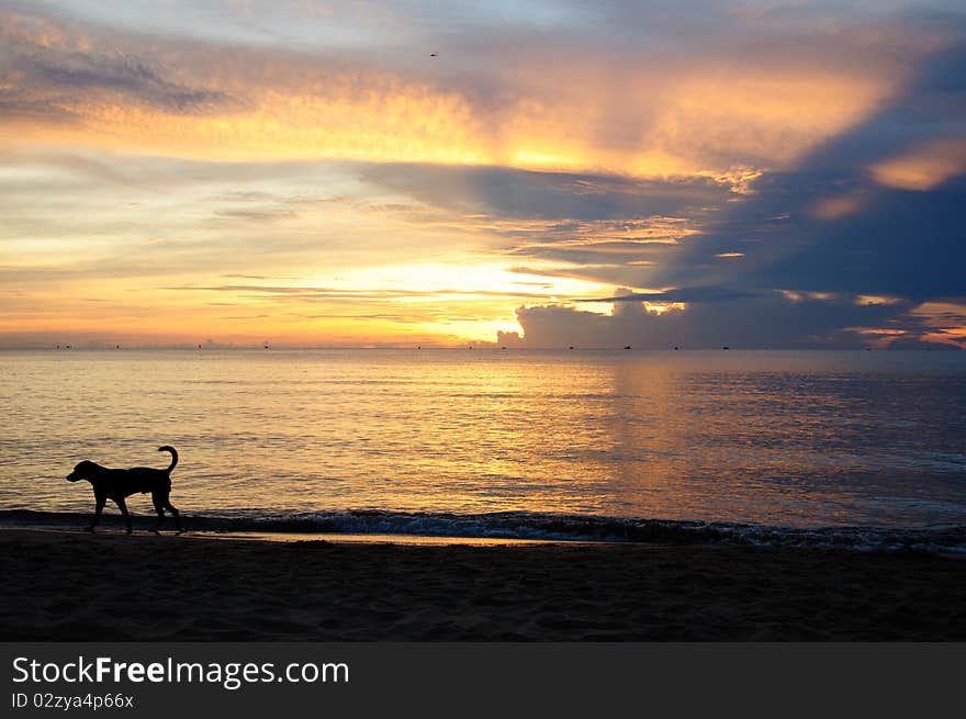 Beach sunraise at Pranburi,Thailand and dog at the beach. Beach sunraise at Pranburi,Thailand and dog at the beach