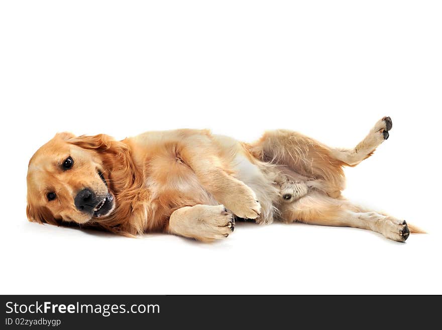 Purebred golden retriever laid down in front of a white background