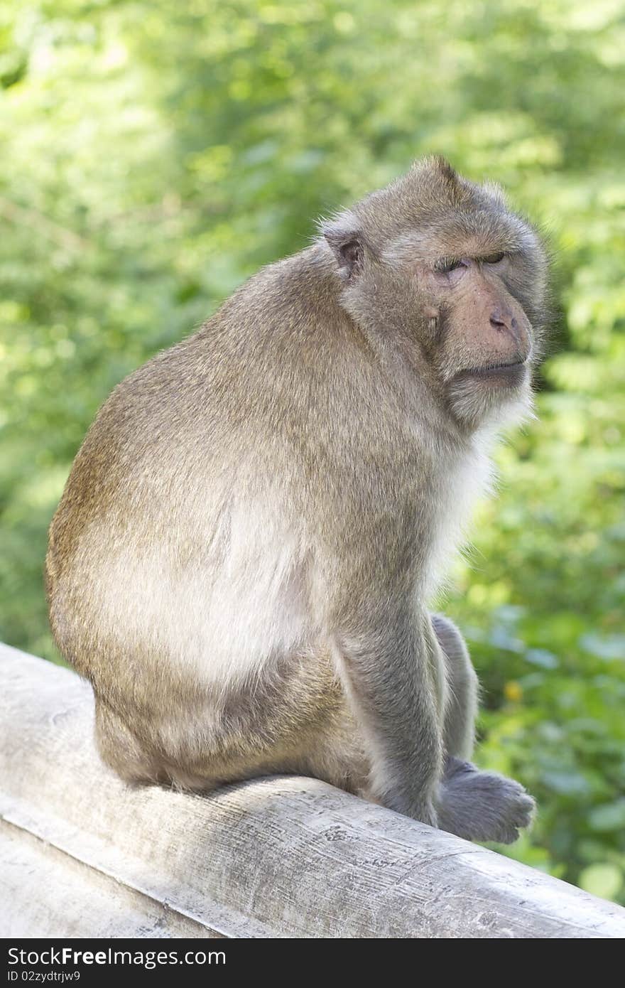 Old and fat monkey sitting on the wall, shallow DOF