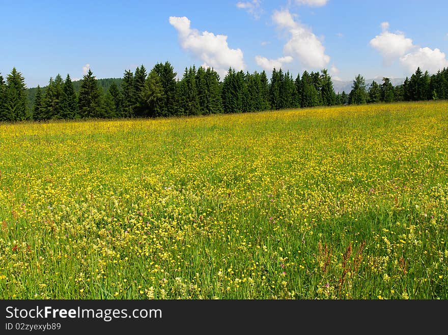 Space of flowers, trees, sky in Italy. Space of flowers, trees, sky in Italy