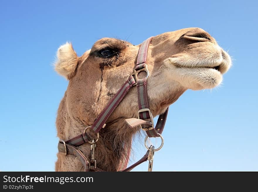 Head of a dromadery from North Africa. Profile view with blue sky as background. Head of a dromadery from North Africa. Profile view with blue sky as background.