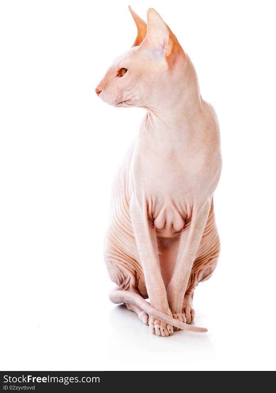 Don Sphinx (DONSPHINX) Cat