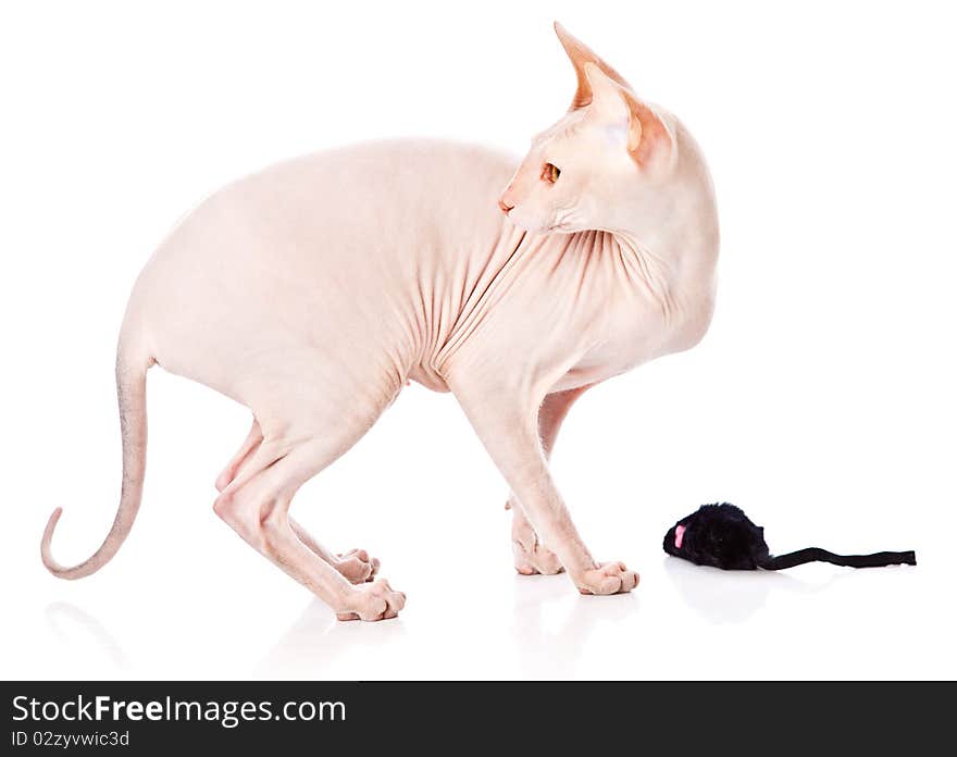 Don Sphinx (DONSPHINX) cat