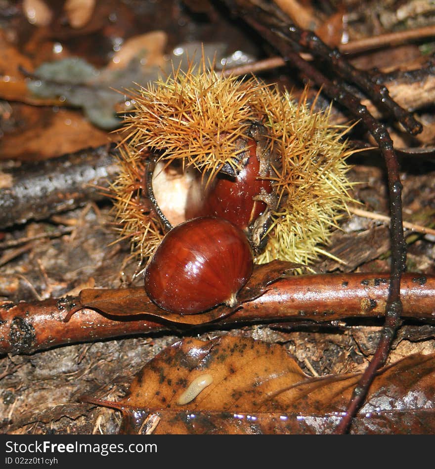 Chestnuts in a forest in autumn