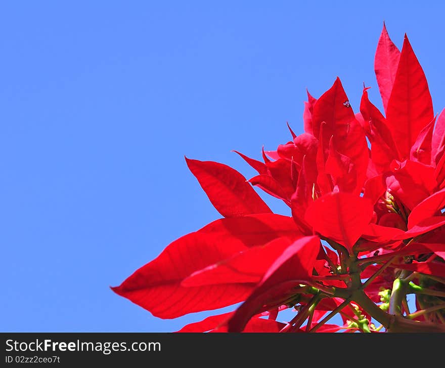 Fresh Poinsettia Isolated On Blue Sky Background