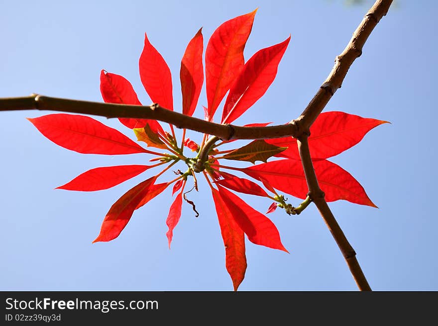 Fresh poinsettia isolated on blue sky background