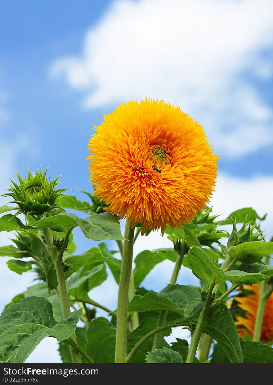 Sunflower and blue Sky - Summer Holidays Concept. Sunflower and blue Sky - Summer Holidays Concept