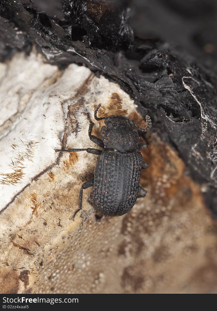 Saproxylic beetle (Bolitophagus reticulatus)