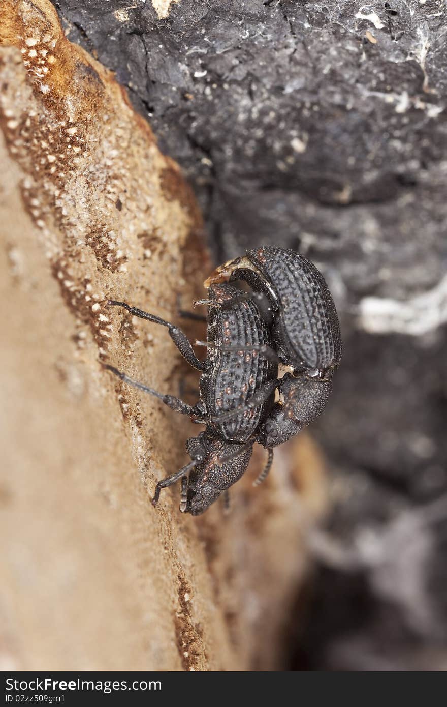 Saproxylic beetle (Bolitophagus reticulatus)