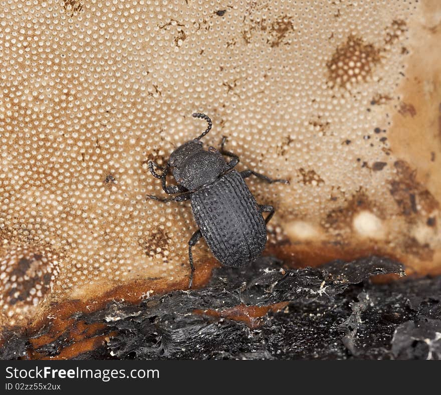 Saproxylic Beetle (Bolitophagus Reticulatus)