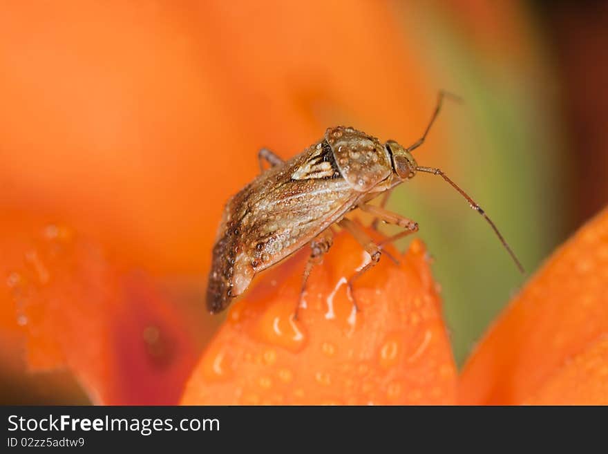 Hemipteron sitting on pot marigold. Extreme close-up with high magnification.