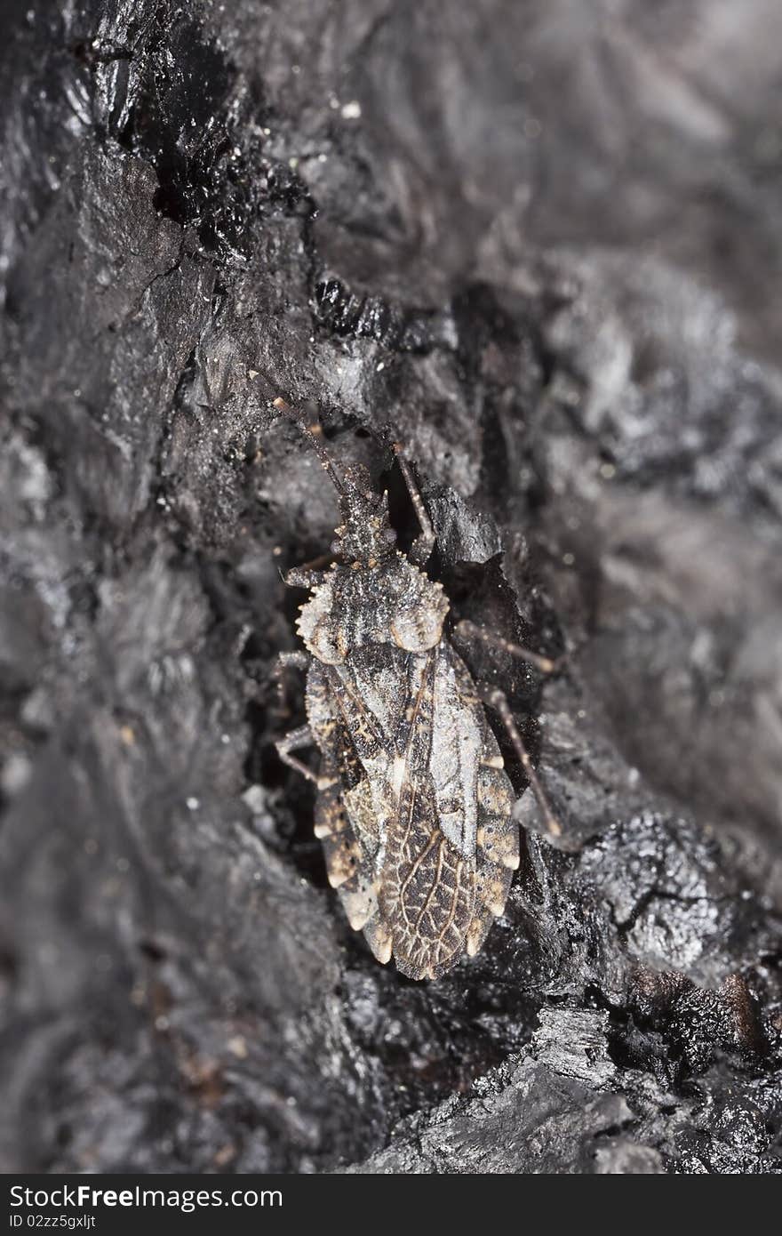 Hemipteron camouflaged on burnt pine tree. Macro photo.