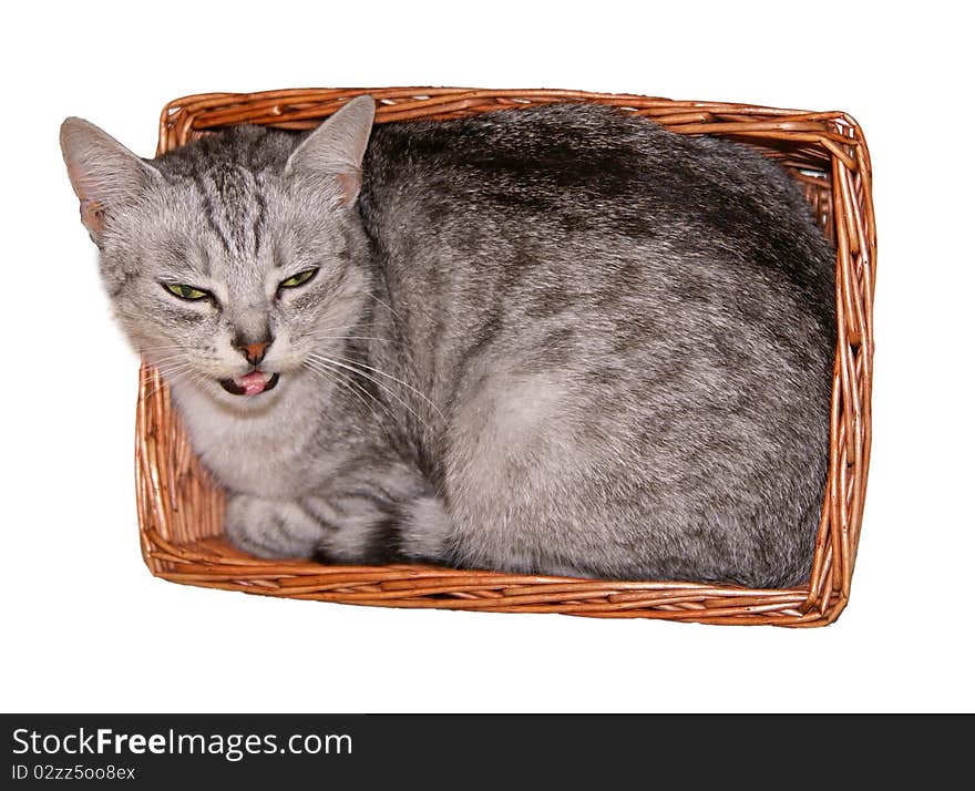 Cat In A Basket