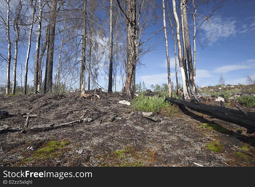 Dead trees after a forest fire. Many endangered spieces needs this kind of environment.