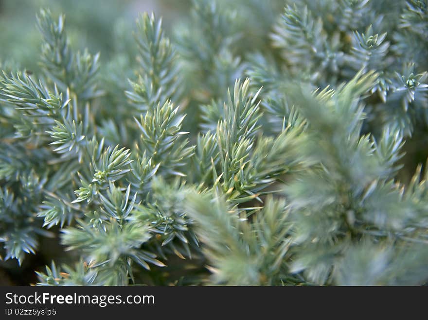 Detail of green coniferous branches