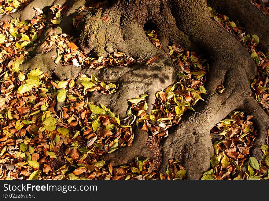 Root of the tree in the park