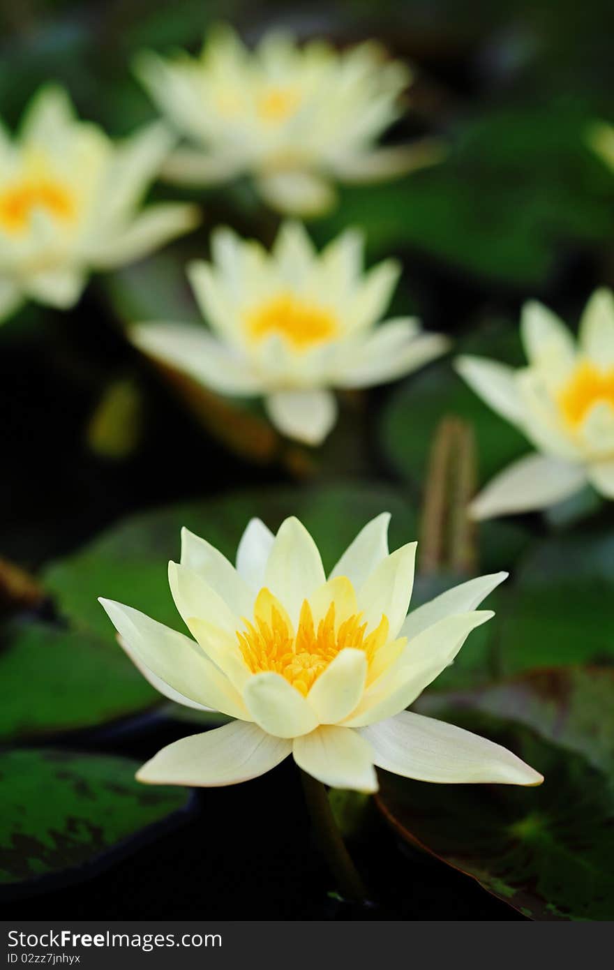 Beautiful blooming yellow water lily