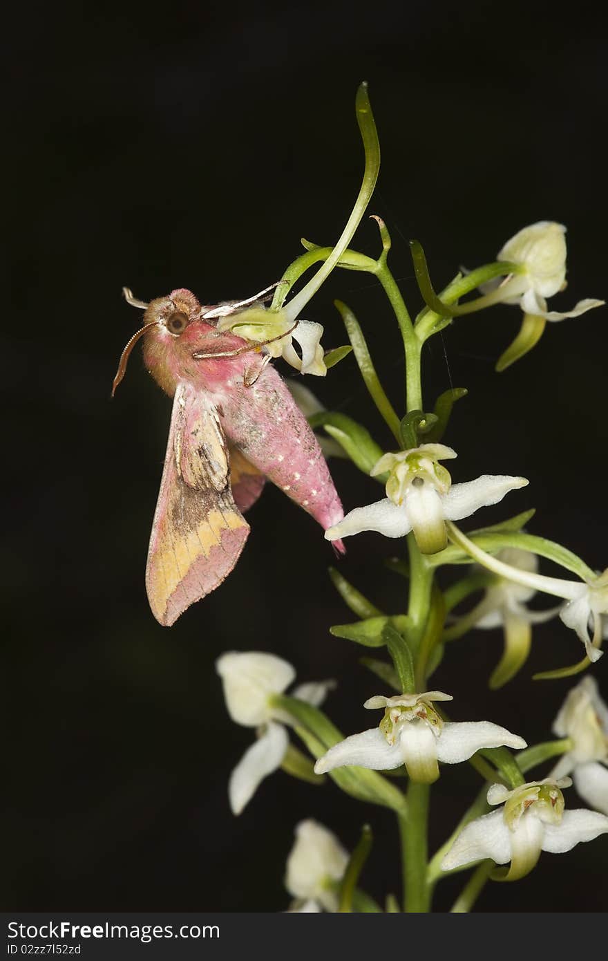 Small Elephant Hawk-moth (Deilephila porcellus)