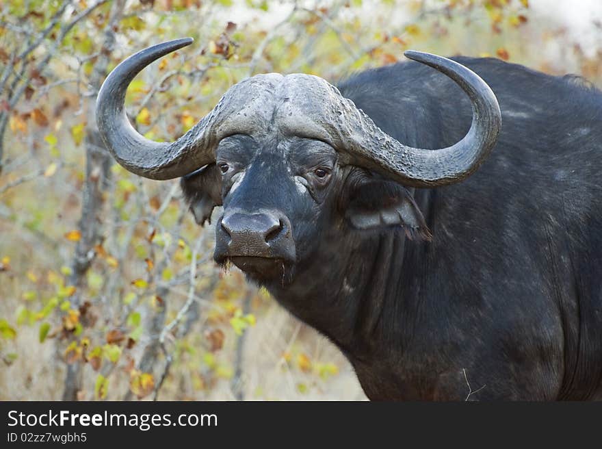 A dangerous Buffalo Bull in the African Bush. A dangerous Buffalo Bull in the African Bush