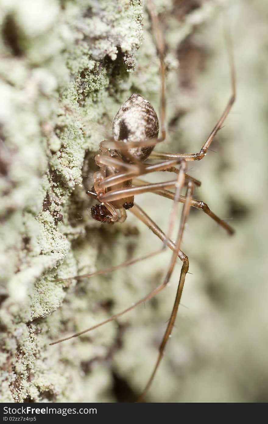 Hunting spider on wood. Extreme close-up.