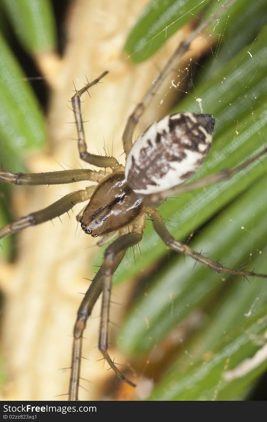 Small spider sitting on fir