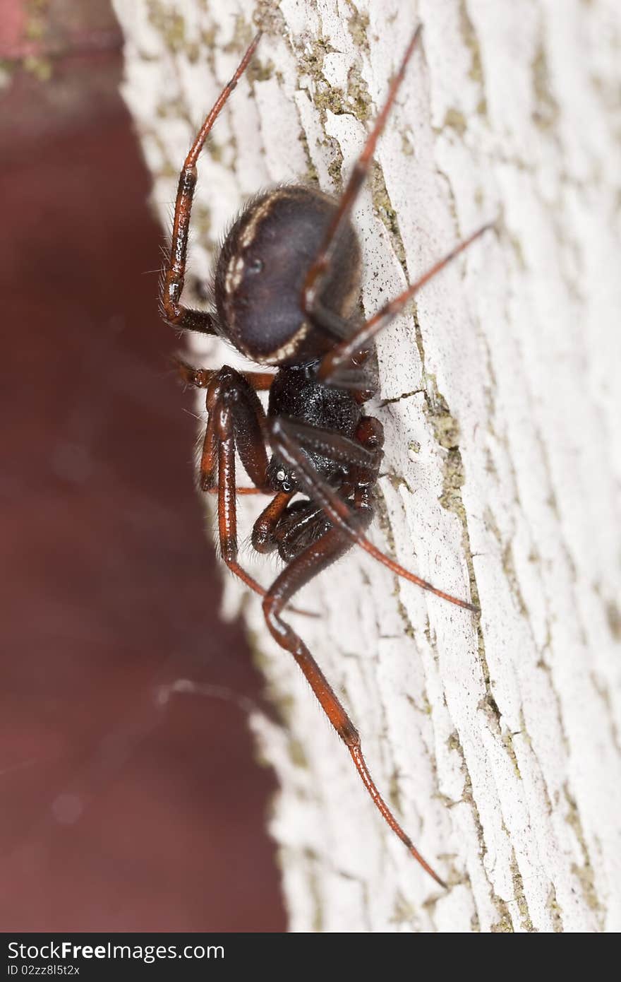 Hunting Spider On Wood