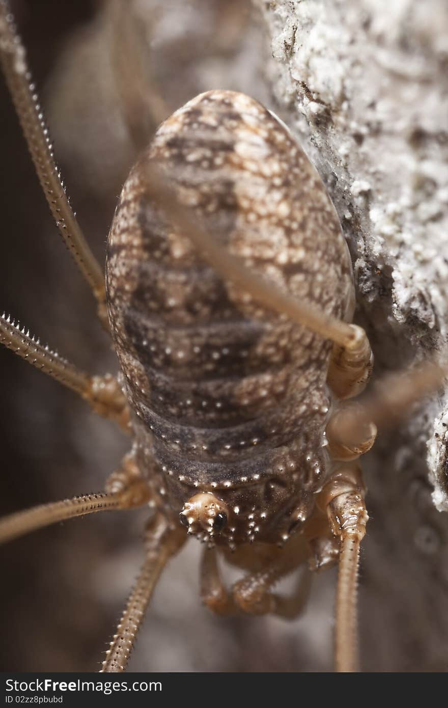 Woodsman sitting on wood. Extreme close-up.