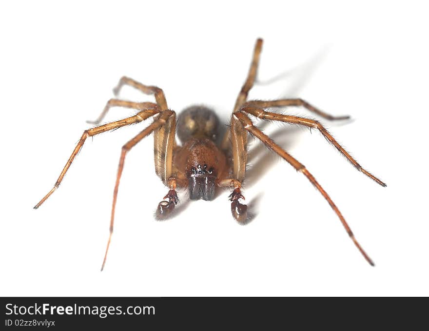 Web Spider Isolated On White Background