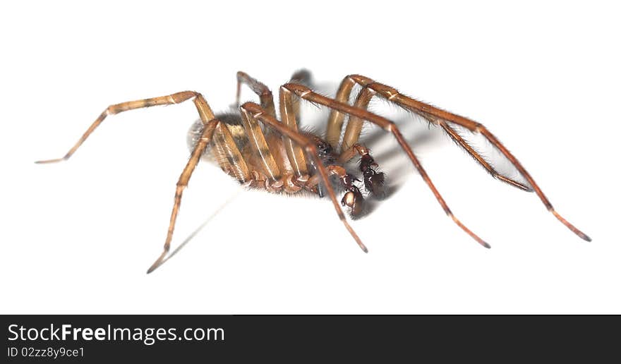 Web spider isolated on white background. Macro photo.