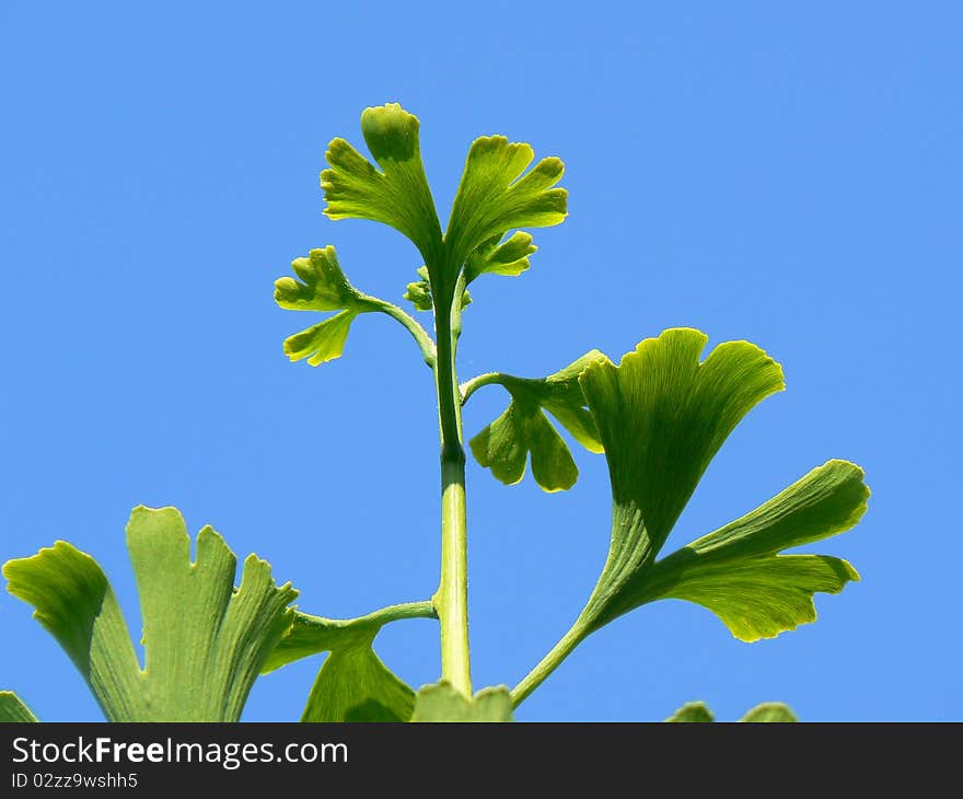 Ginkgo biloba tree - fresh medicinal leaves