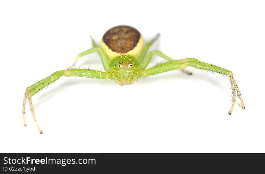 Crab spider (Diaera dorsata) isolated on white background.