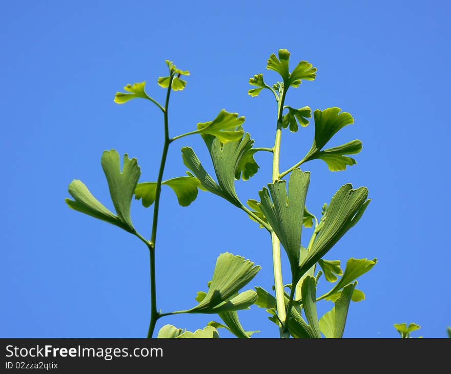 Ginkgo biloba tree - fresh medicinal leaves