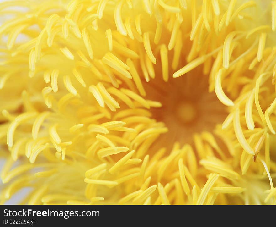 Closeup of Pollen yellow lotus