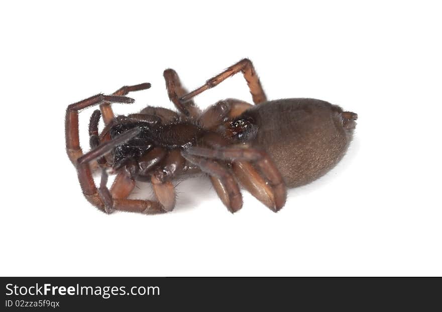 Wolf spider isolated on white background. Macro photo.