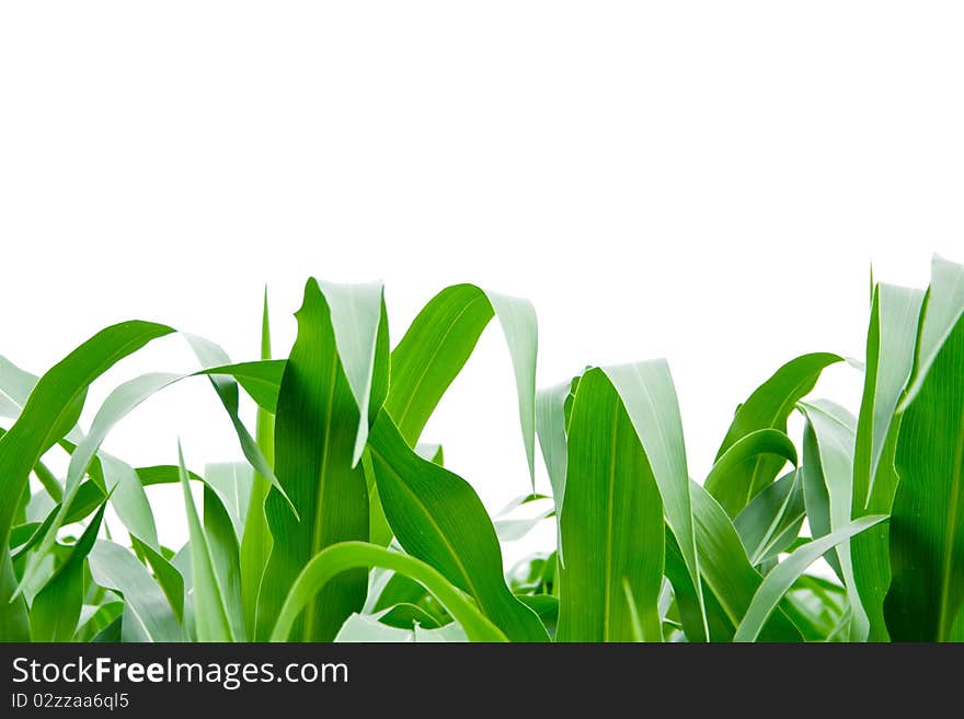 Corn grass on the white backgroubds. Corn grass on the white backgroubds