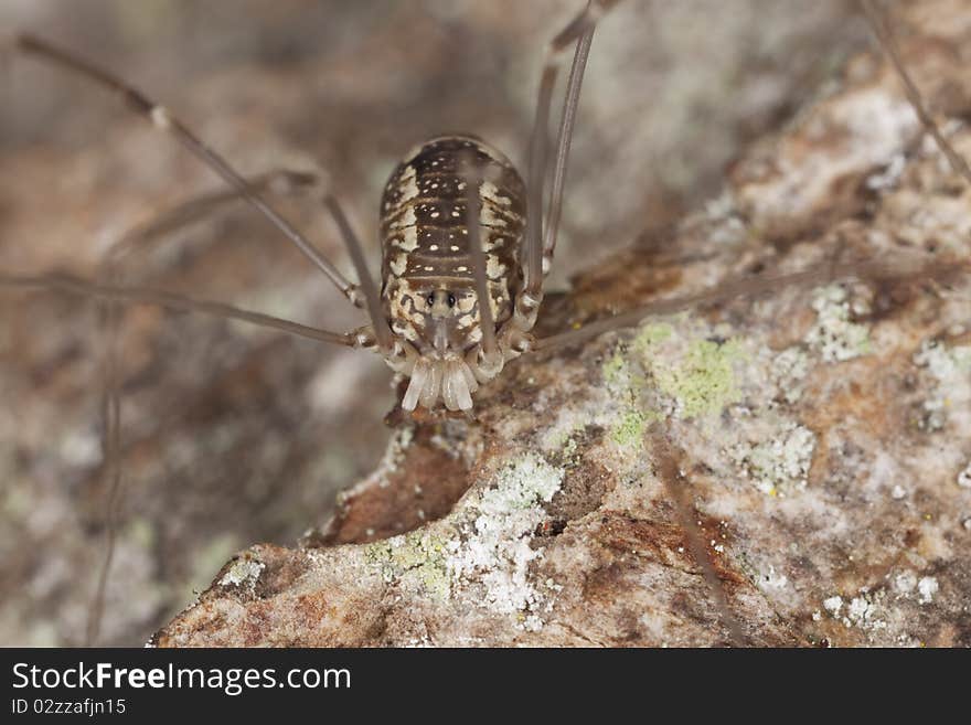 Woodsman sitting on wood