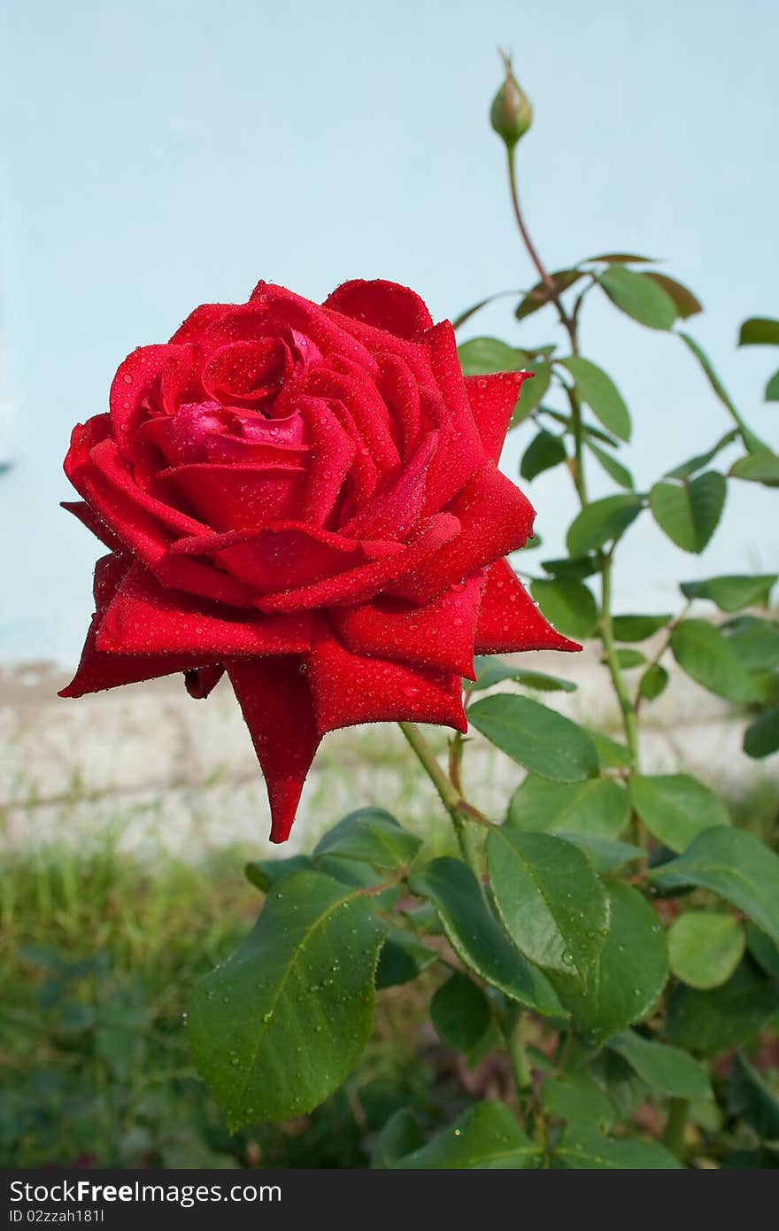 Red, big, magnificent rose in a garden. Red, big, magnificent rose in a garden