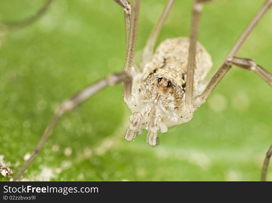 Harvestman sitting on leaf