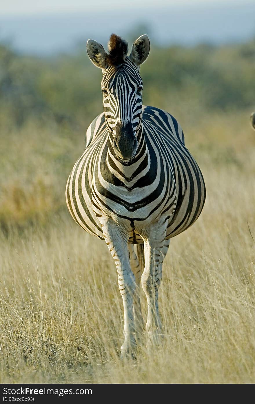 A very pregnant Zebra stares at the camera