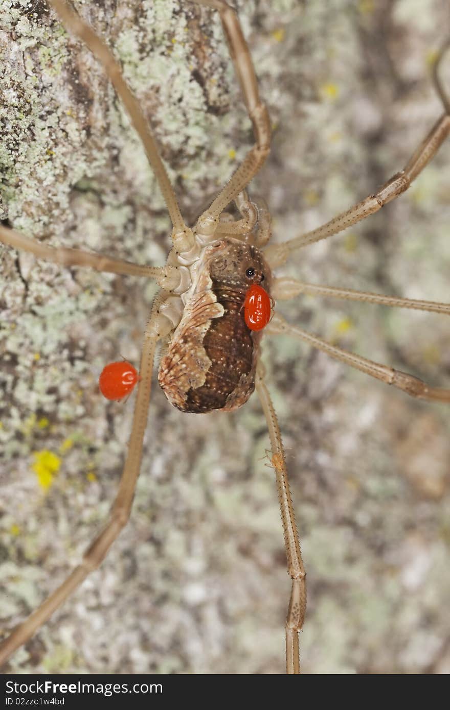 Harvestman with parasites. Macro photo.