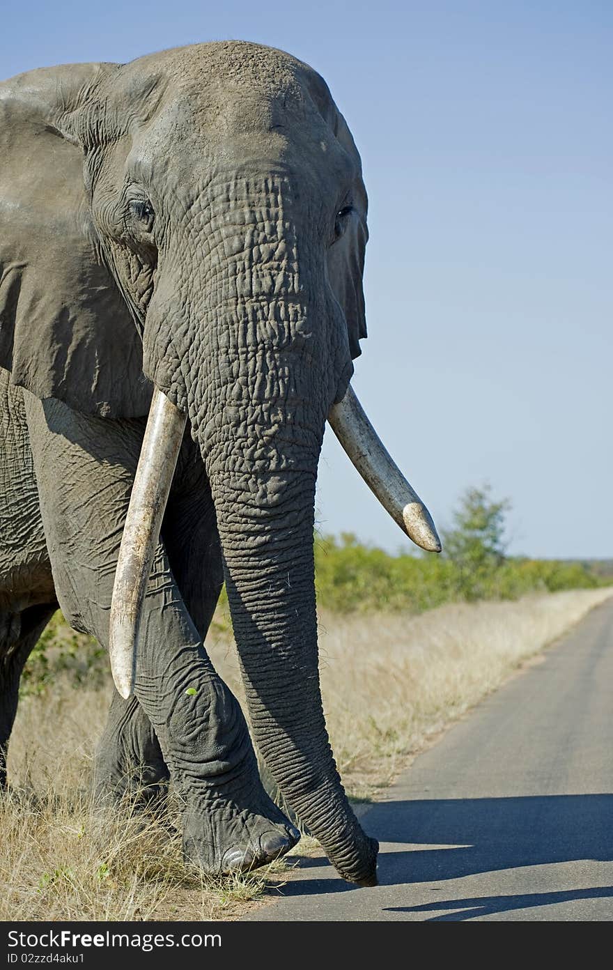 A huge tusker approaches the photographer. A huge tusker approaches the photographer