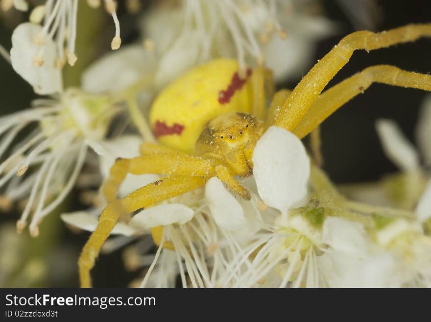 Goldenrod crab spider in agressive position. Macro photo.