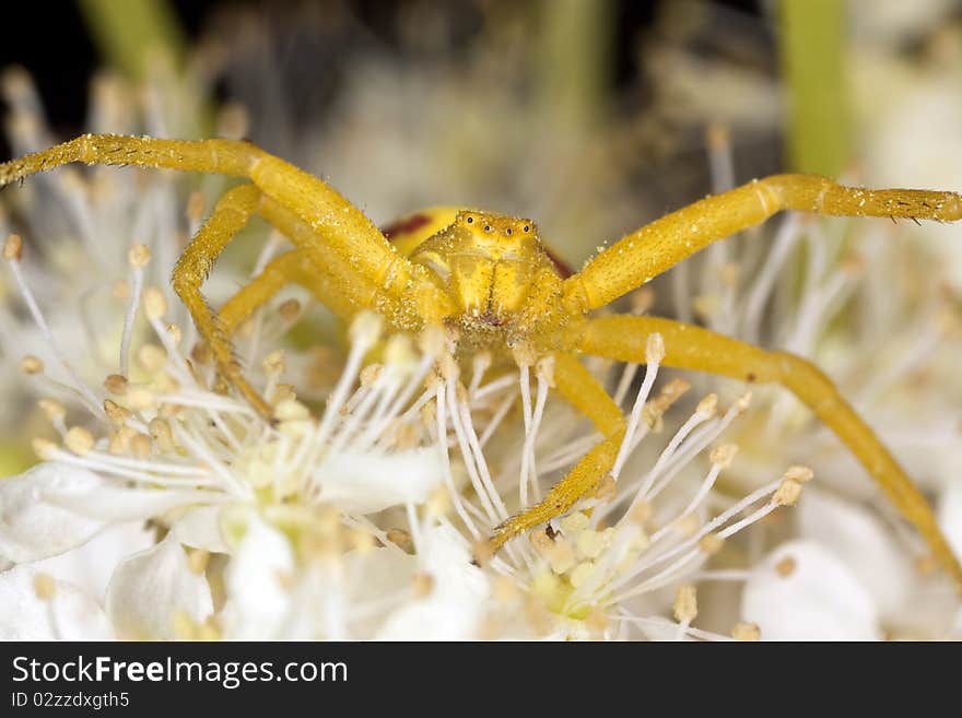 Goldenrod crab spider in agressive position. Macro photo.