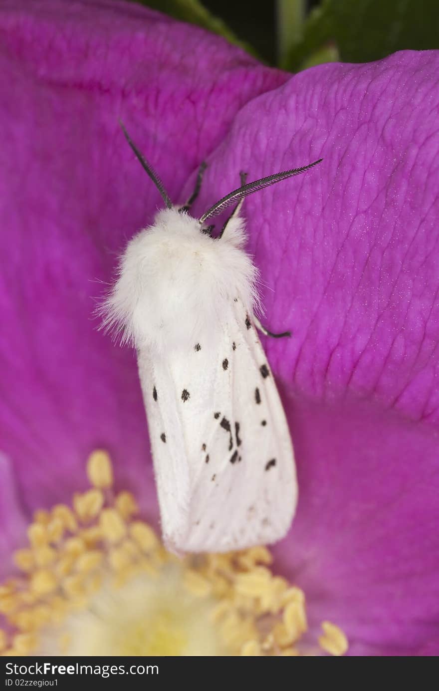 Water ermine (spilosoma urticae)