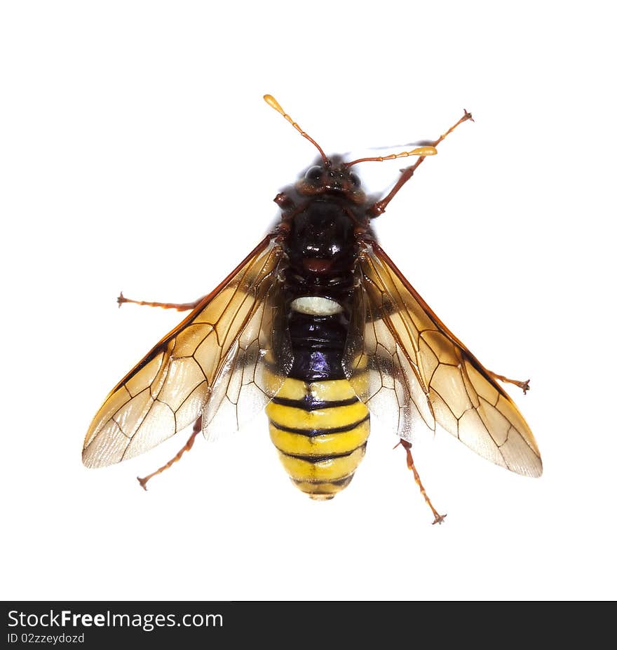 Sawfly (Climbex)