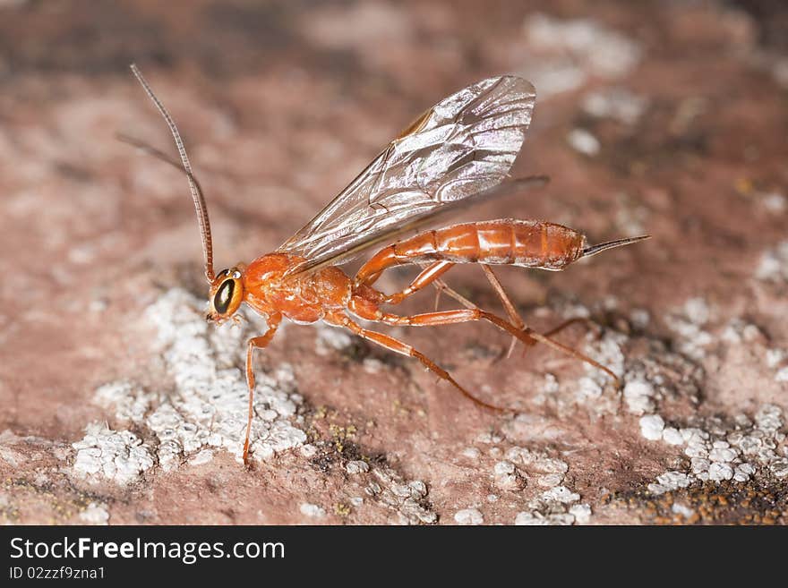 Parasite wasp